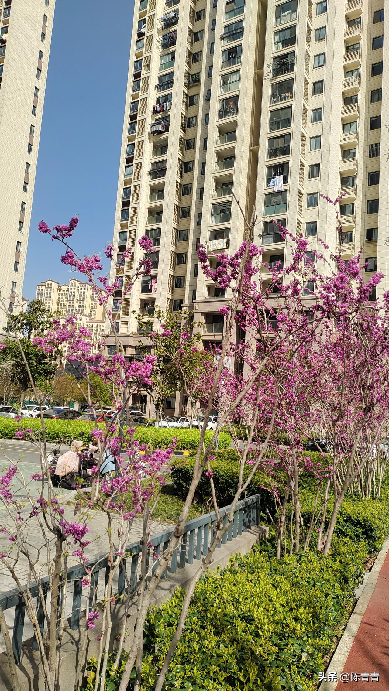 这两天跟猫咪杠上了。邻居家头都大了，她抱怨养的三只猫快成精了，它两只眼睛滴溜溜的