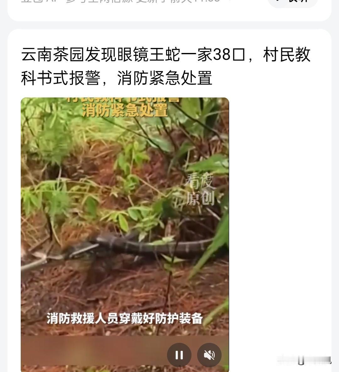 这眼镜王蛇的事已报道有两天了，对我们云南本地人来说，夏天的蛇很常见，有时一天能遇