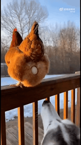 母鸡站在栏杆上，屁股那儿露着个蛋，底下的哈士奇仰着头瞅着，那模样别提多逗了。