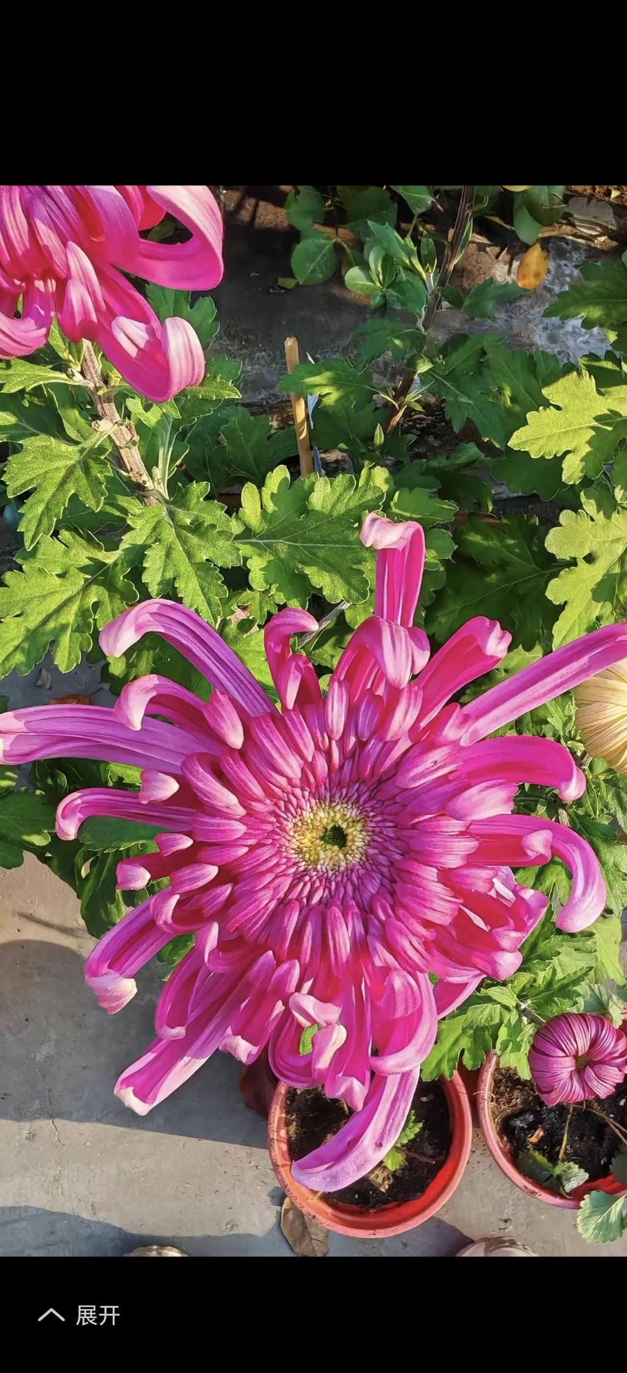 我花开后百花杀