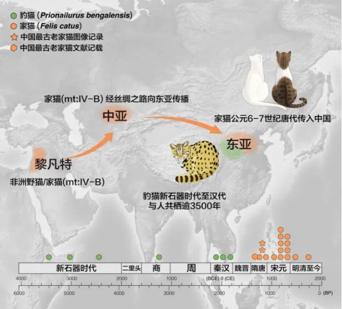 1200年前中国人撸的是豹猫中国的家猫，跟中国的家驴，跟中国的人一样，都是起源于