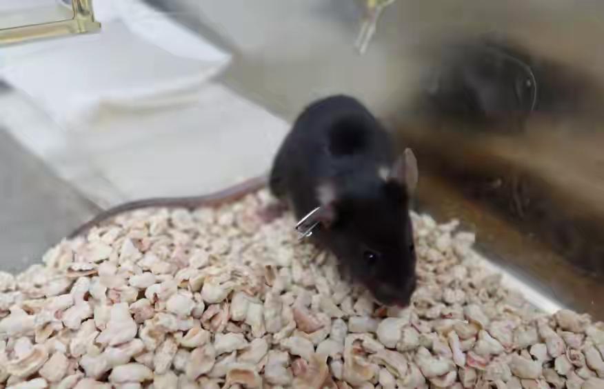 10月31日，编号为154、186、98、6四只小鼠随神舟二十一号载人航天飞船飞