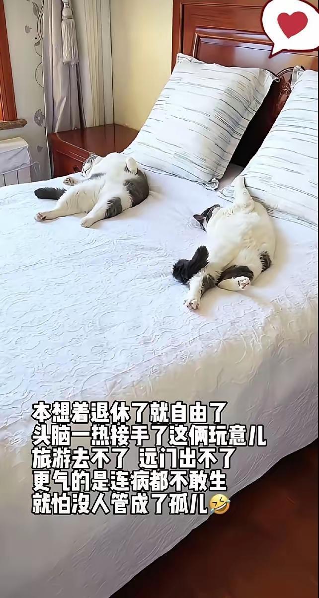 老俩口退休了，整回来两只猫，这是跟自己找麻烦，一天到晚把它当孩子养着，把它宠上天
