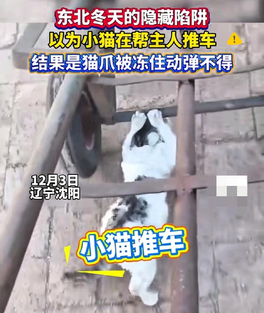 笑不活了！辽宁阜新这只小猫也太会“演”了，搭着公公的推车以为是要帮忙，结果竟是