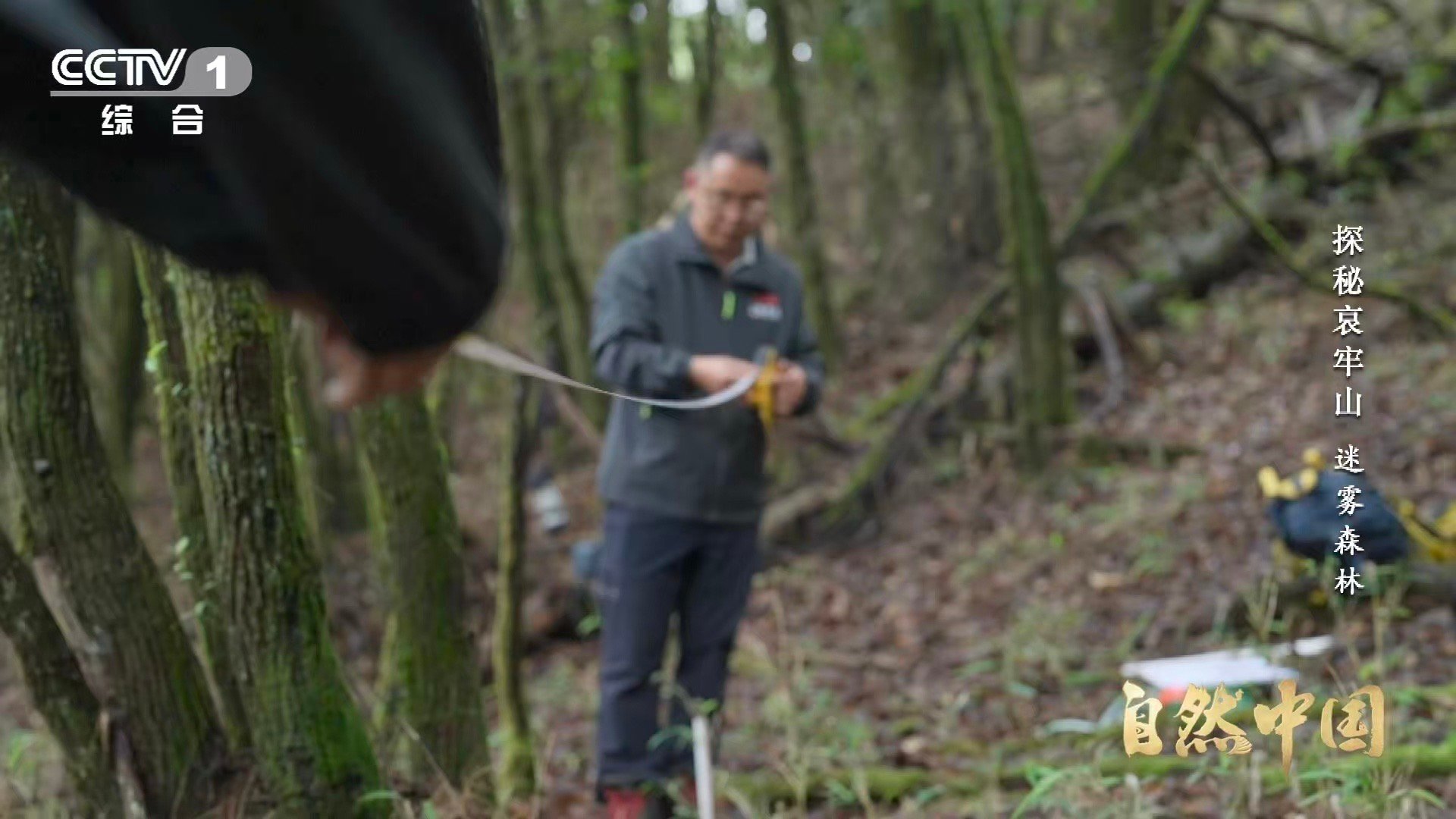 哀牢山神秘植物不靠光合作用存活哀牢山这种花每年仅露面40多天当阳光成为所有植物