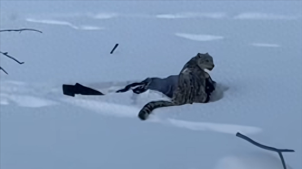 新疆富蕴: 一雪豹咬死35只羊被捕获, 初判同咬伤游客的雪豹为同一只