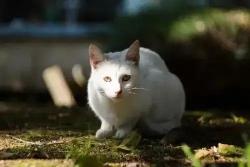小区有一只纯白色的流浪猫，我已经投喂了一年多。这只猫一开始很胆小，喂它的时候它总