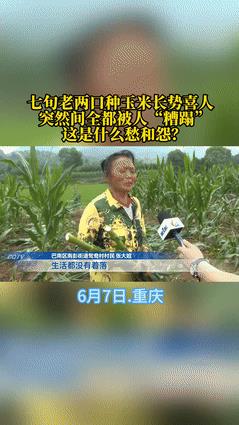 太缺德了！重庆，一对七十多的老夫妻，就指望着种下的一亩玉米地成熟后，好换点生活费