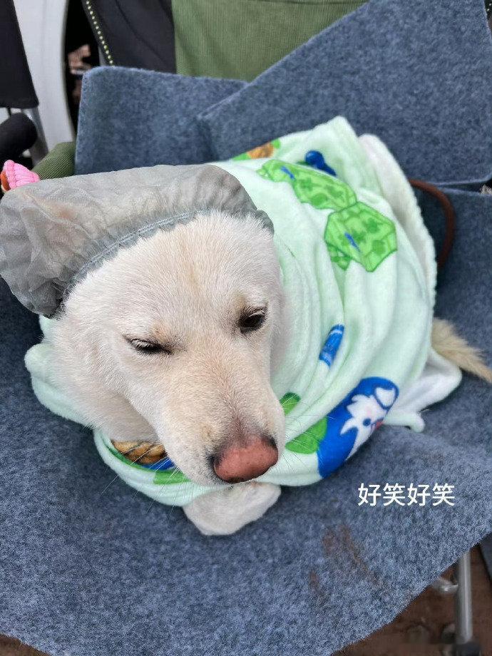 吴磊被老鼠干整没招了就喜欢看吴磊这种生活化的日常，吃饭被食物整懵，比演戏还