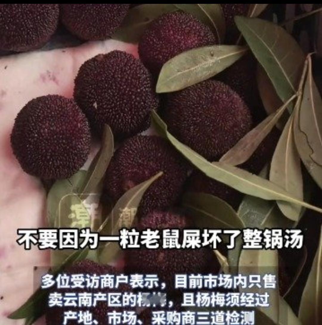 杨梅泡药事件冲击浙江杨梅市场，爱吃杨梅的都看看最近浙江杨梅大量上市，本是丰