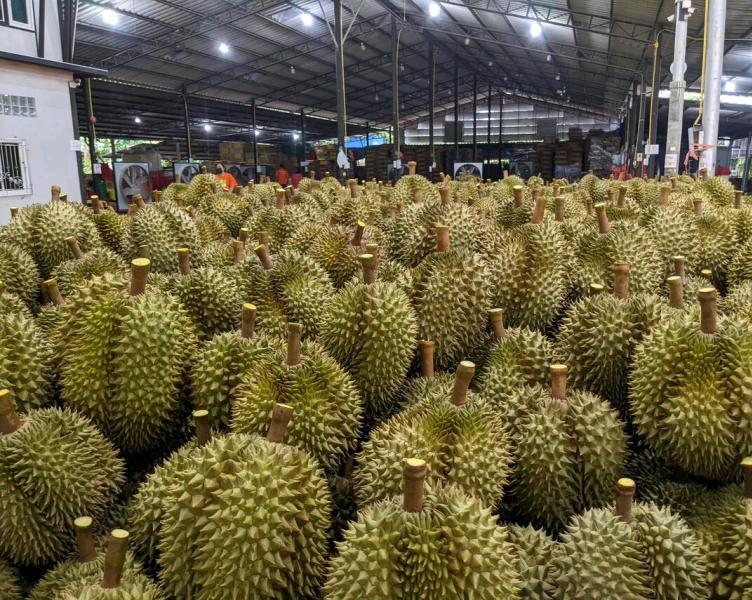 越南海关数据显示，今年首10个月越南的榴梿出口额突破33亿3000万美元，同比增