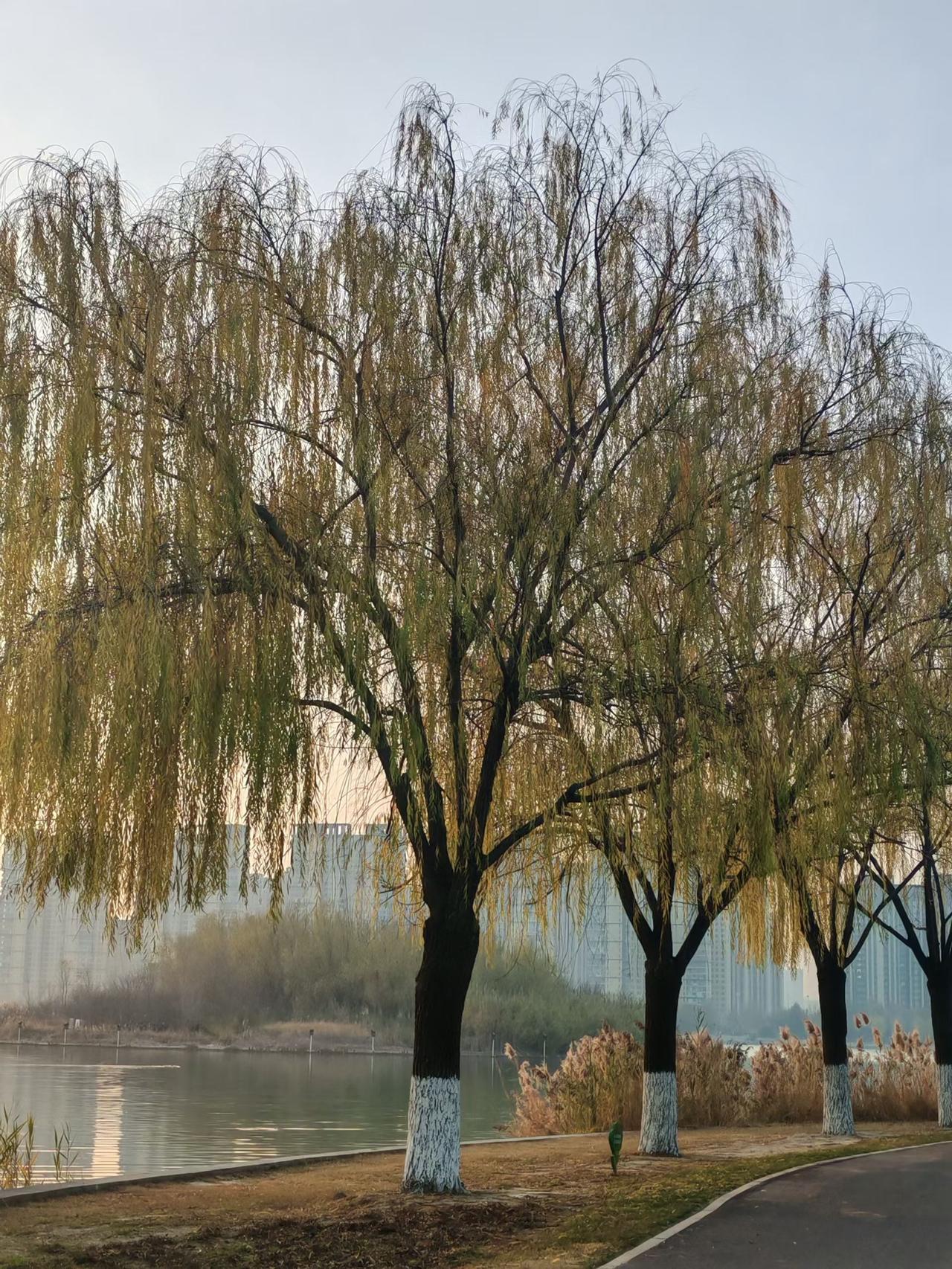 张兰告孟贺，张兰赢了，孟贺赔了1万2：汪小菲告孟贺，汪小菲赢了，孟贺赔了5千3