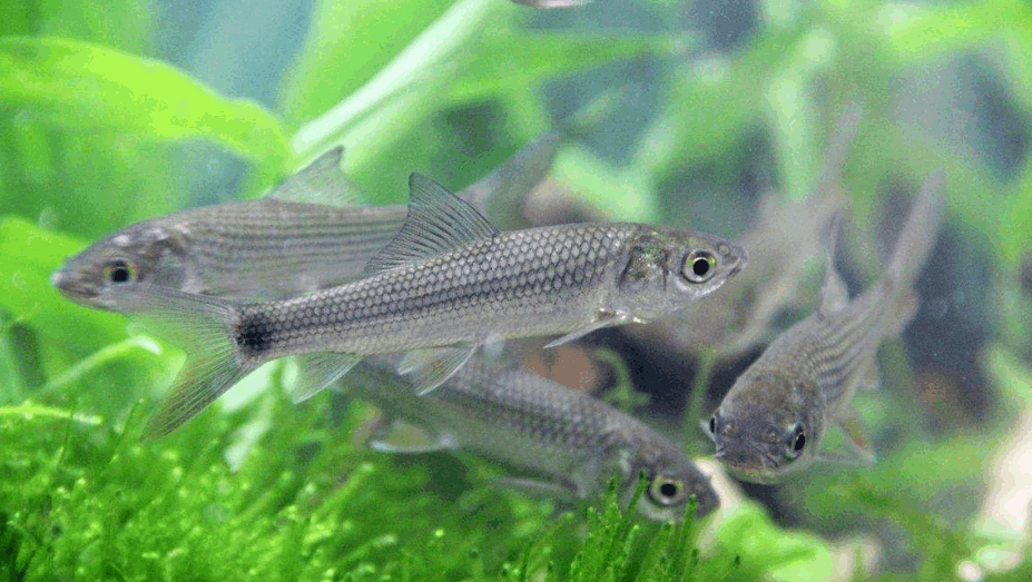 什么是高密度回锅鱼 16817619341529091247.jpg?id=0