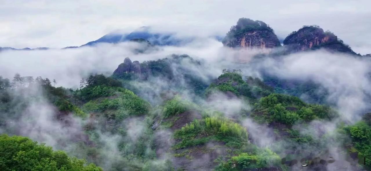 **茶烟袅袅处，春意满唇间**清晨的武夷山，薄雾如纱，轻轻笼着漫山的茶园