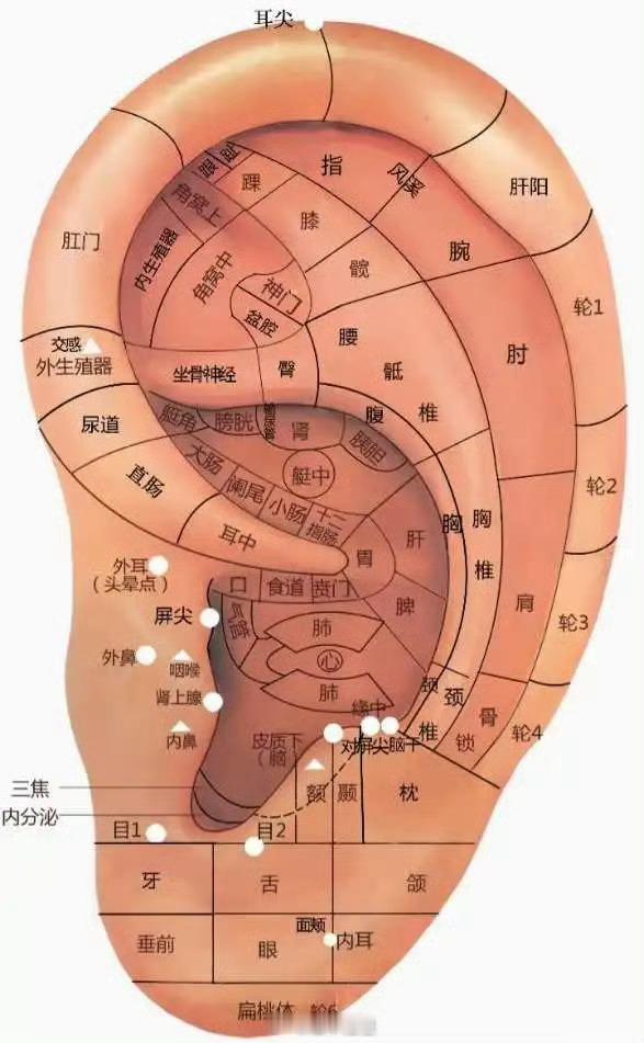 烧心泛酸因为饮食不节或者生气导致的烧心泛酸或者总是消化不良，找耳穴调理效果也很快