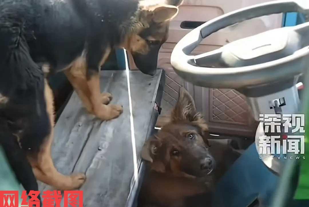 黑龙江大庆有街头发生了令人诧异的一幕。原来有辆正常行驶的小车在道路上驰行，突