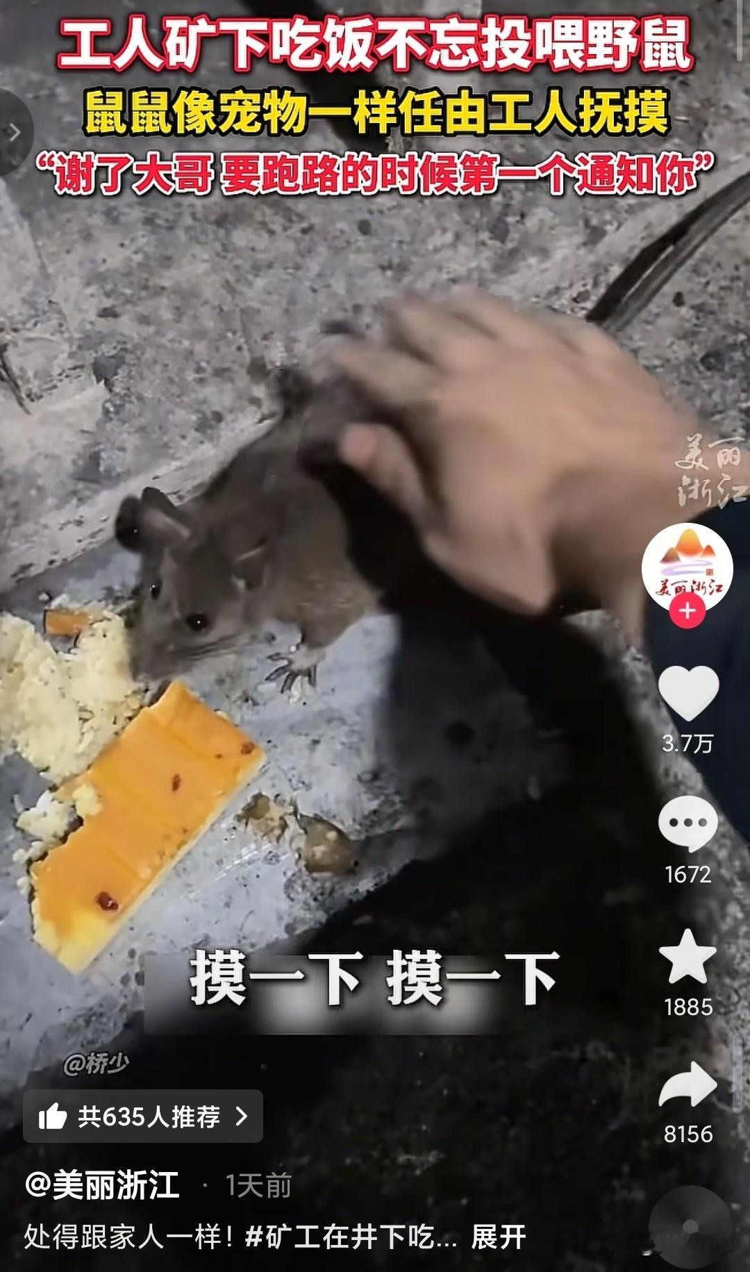 老鼠成了矿井里的“安全总监”，在外面人人喊打的老鼠变成了福星，工人们每天好吃好