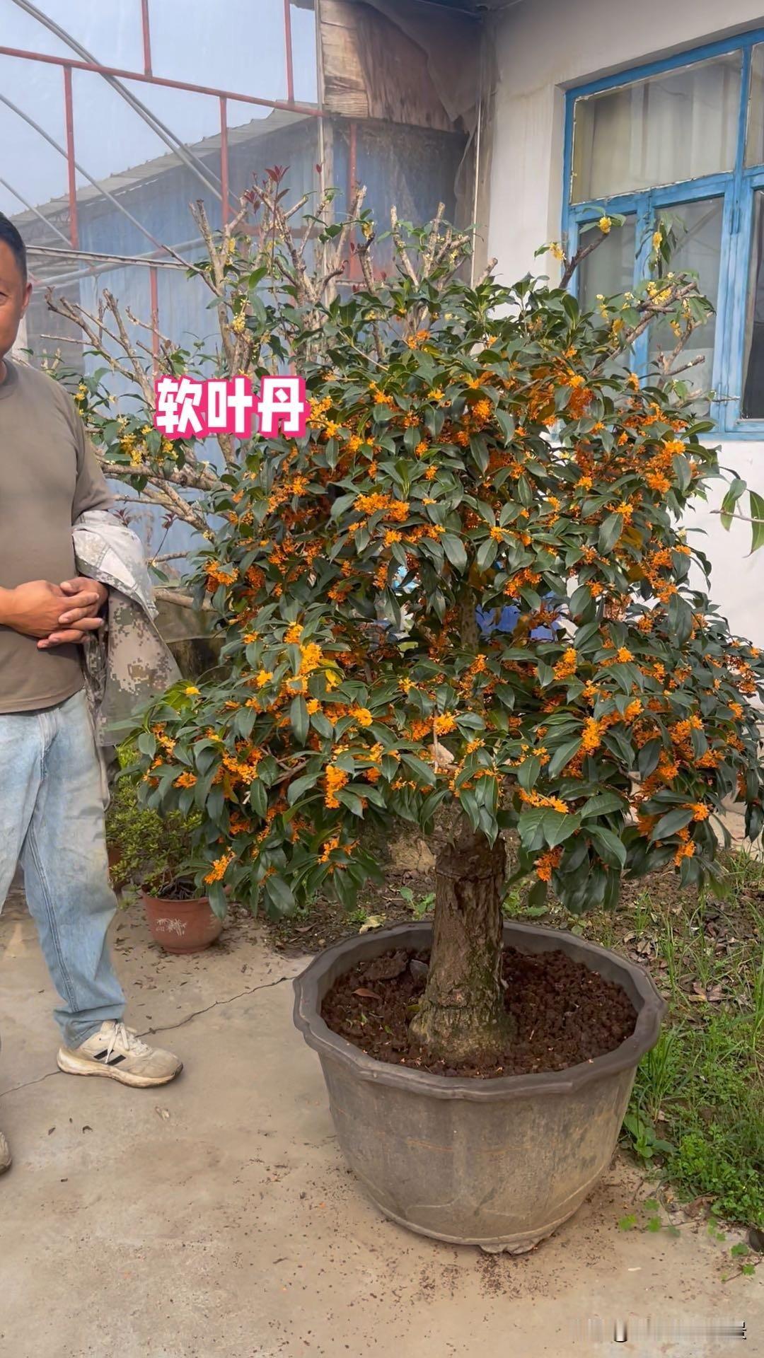 一张图证明你拍过桂花这实在是太容易了，家里养的都是桂花，专业养殖桂花盆景的，自己