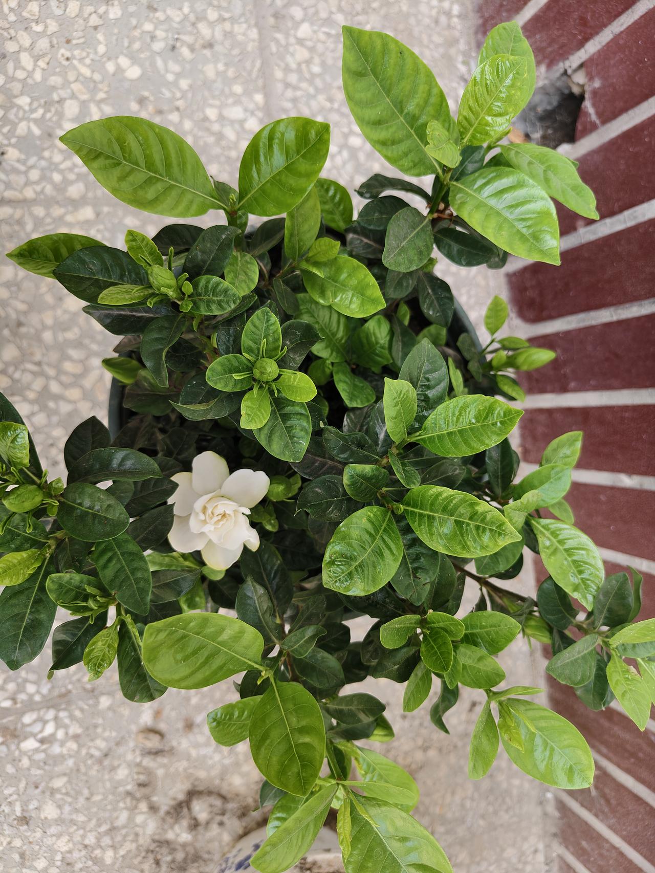 一花盛开，满室生香/栀子花藏着整个盛夏的温柔哇噻，我在运城盐湖养的栀子花今