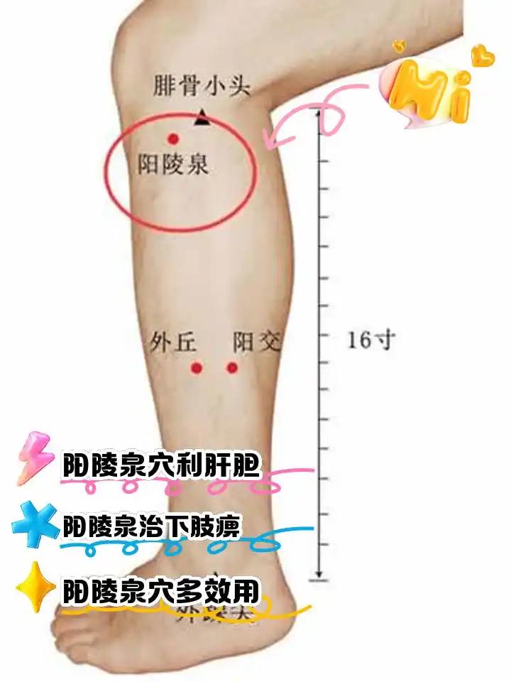 阳陵泉：肝胆第一养生大穴！清肝火、舒经络、止腿痛、解痉挛我是“高等教育文摘”