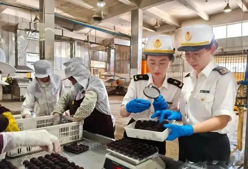 这是漳州海关本月初对出口欧洲的杨梅，在现场检测的场景。海关人员在生产车间认真仔