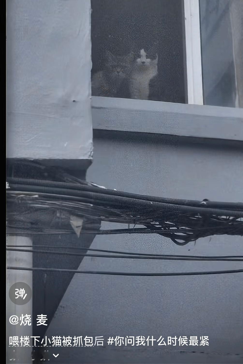 猫：家猫哪有野猫香啊......​​​