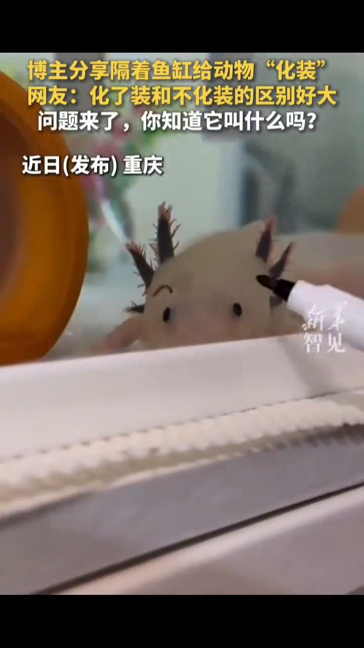 博主分享隔着鱼缸给动物