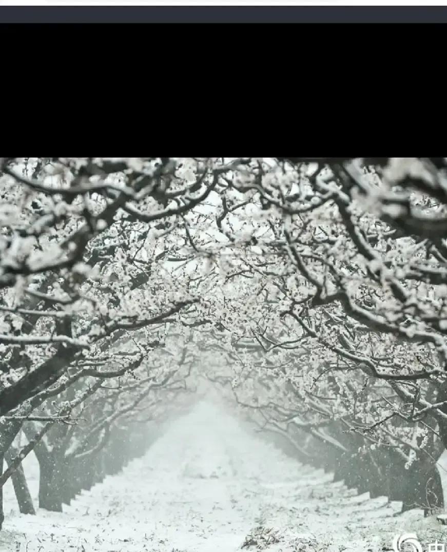 乌鲁木齐刚飘了点雪，气温却卡在零度晃悠，地上连冰碴都没见。老一辈刷到照片直接炸