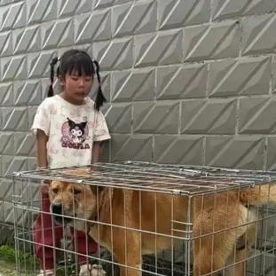 广西桂林，老奶奶1500元卖掉了跟随多年的大黄狗，正当狗贩子把大黄关在笼子里准备