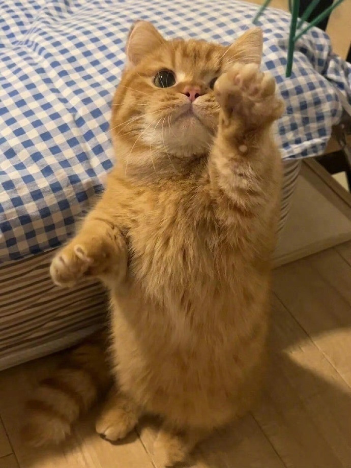 猫咪：过来让我摸摸，你命里有财 ​ ​​​