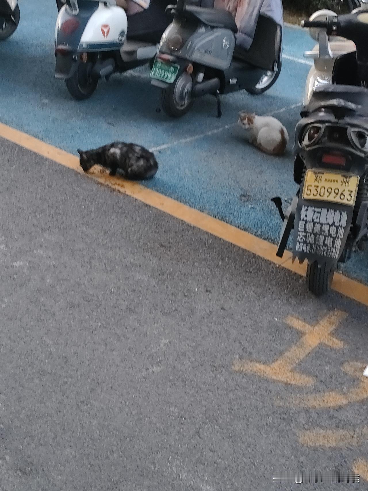 又看到了那只可怜的小橘猫！它躲在一辆商务车下面一直喵喵地叫。我赶紧上楼拿了猫粮