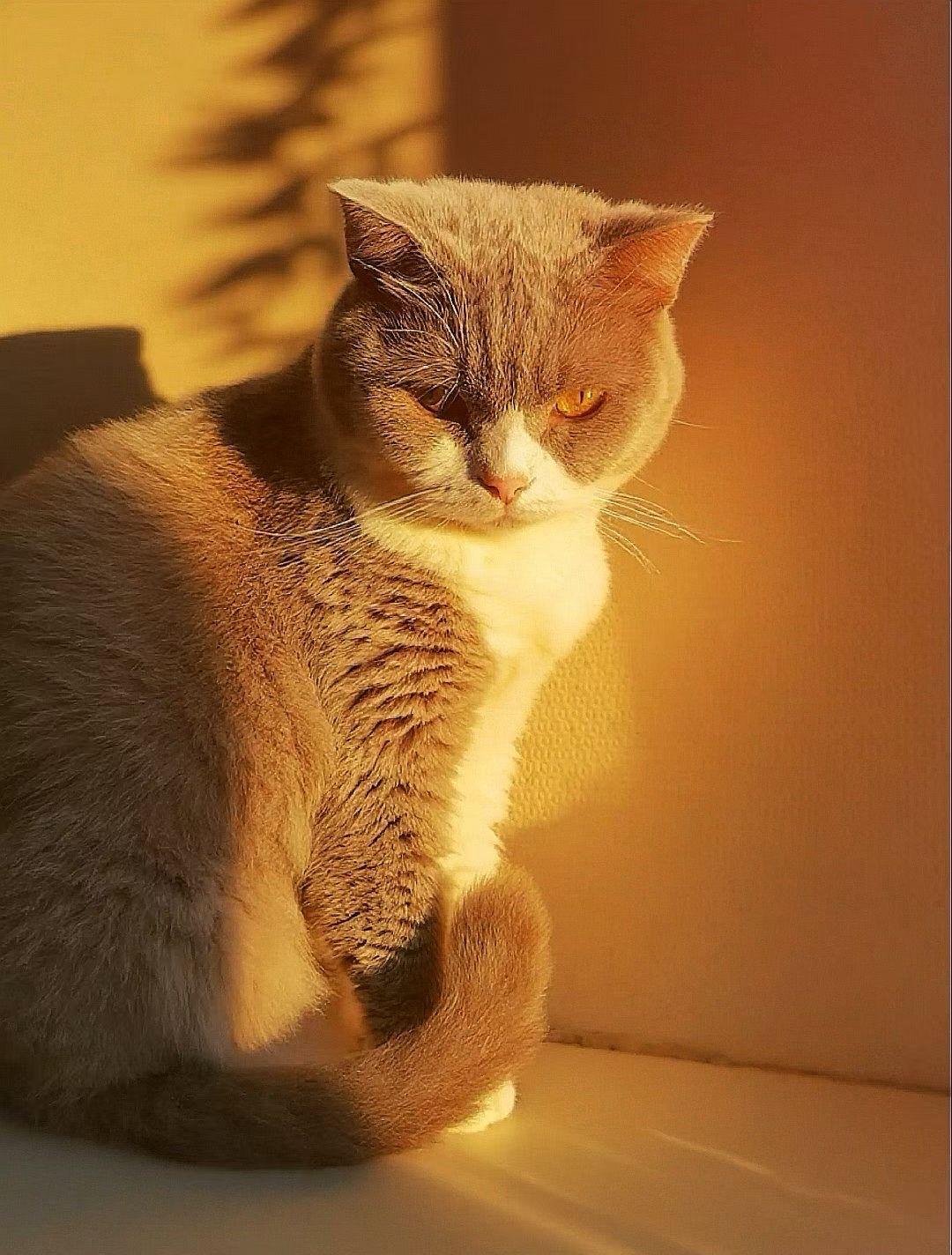 小时候猫和狗都喜欢，还养过，而且当时特别爱护它们！但是，现在一点都不喜欢猫狗