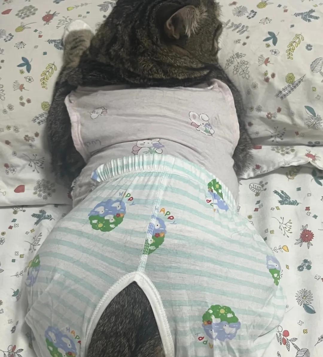 公婆催我们两口子生孩子，却想出了这种主意，给猫穿衣服就差纸尿裤了，给我气的，我能