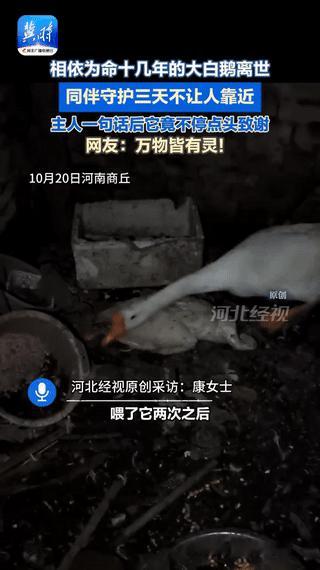 “彻底解释不清了！”河南商丘，一女子养了十几年的大白鹅突然离世，女子想去把大白鹅