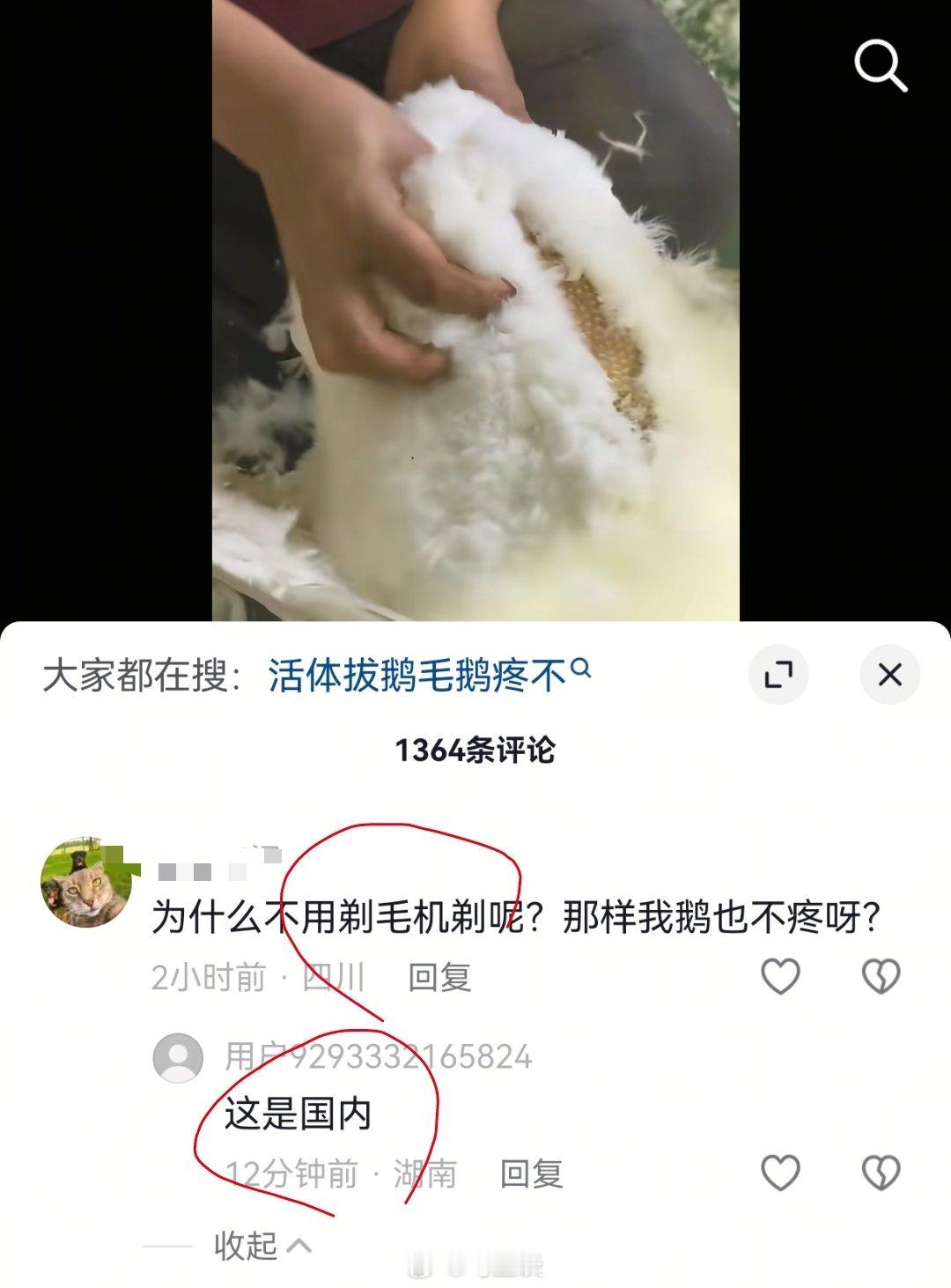 我原本以为呼吁给鹅剃毛已经够奇葩了，甚至回复更奇葩…点开账号一看，三无私密号。