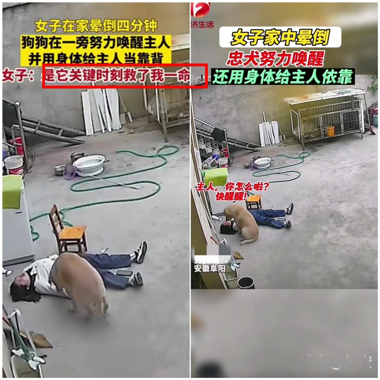 万物皆有灵！安徽阜阳一女子突然晕倒，家里的拉布拉多守了4分钟，又是拱又是按，