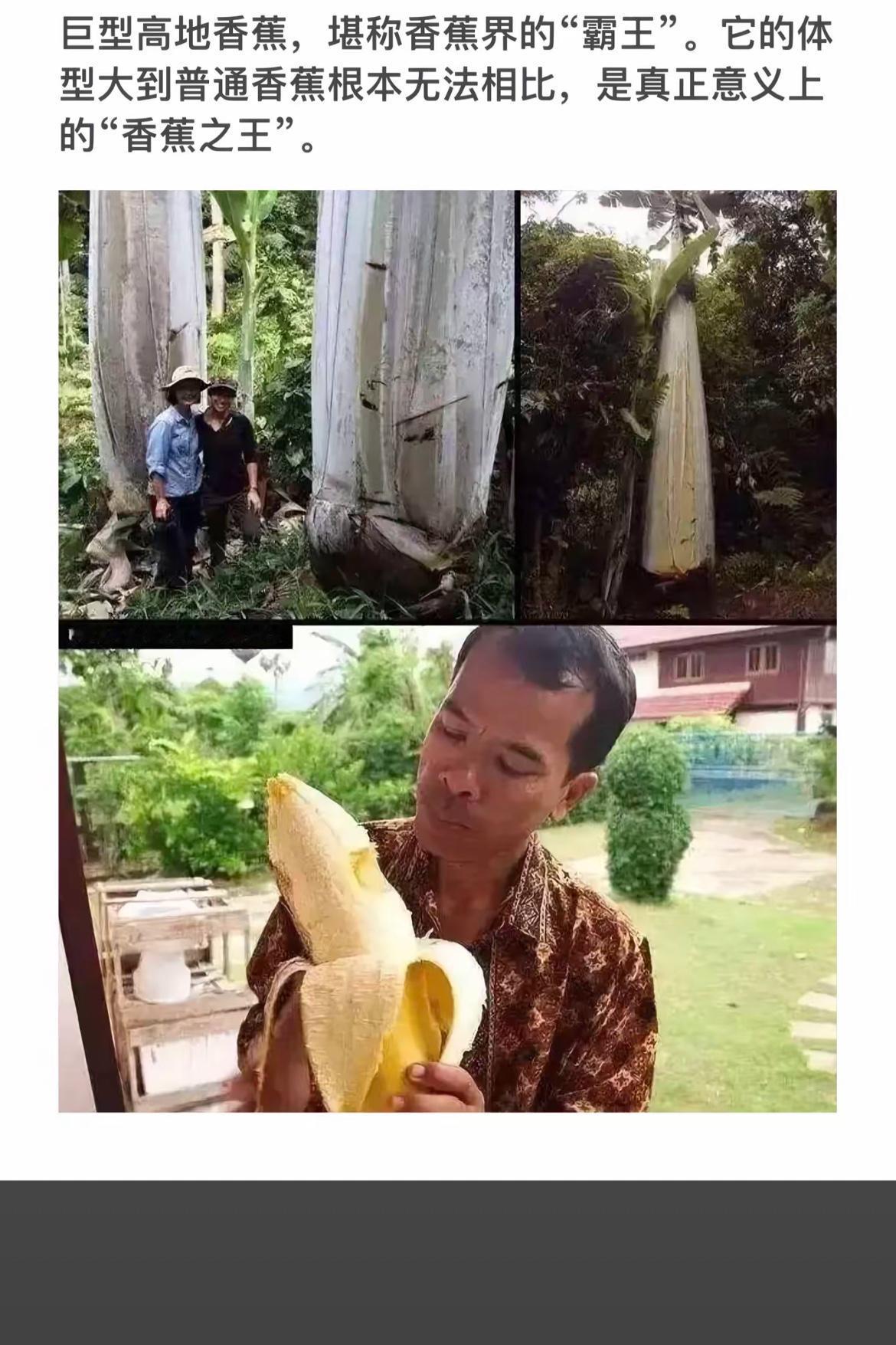 巨型香蕉探秘：香蕉界的“霸王”