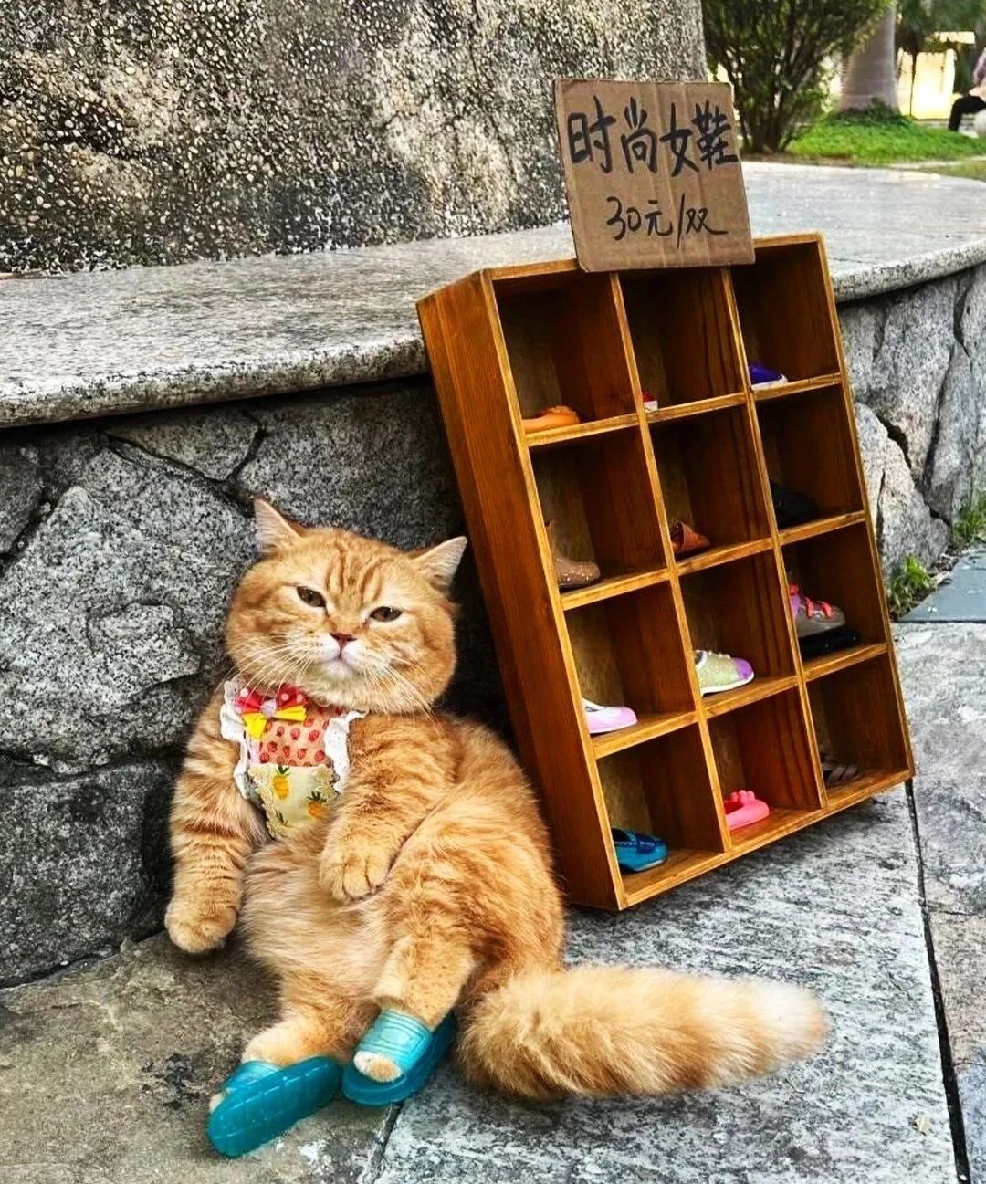 猫咪出摊挣猫粮[抱抱]​​​