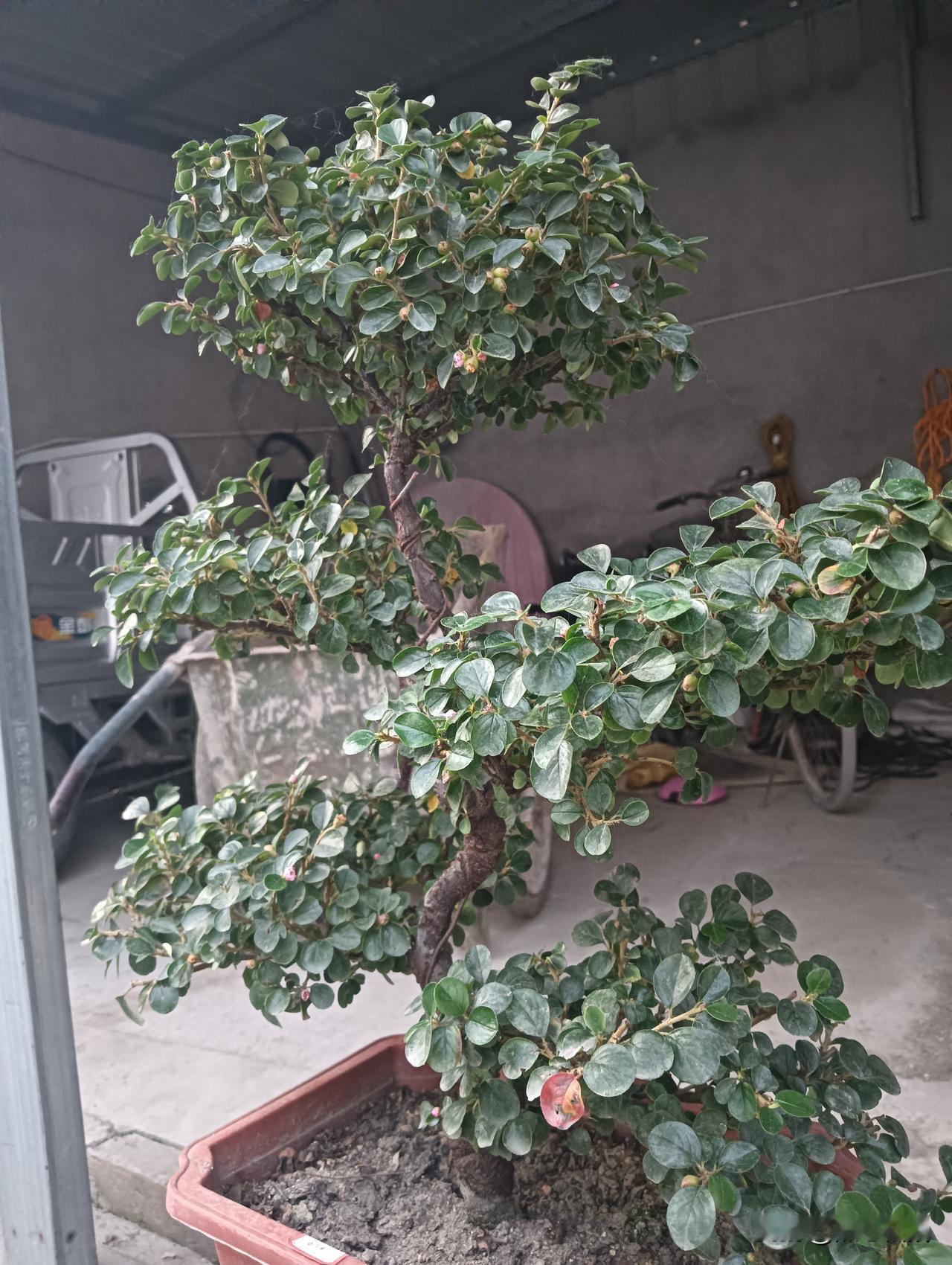 绿意盎然的盆栽，生机勃勃的植物，自然之美尽收眼底。