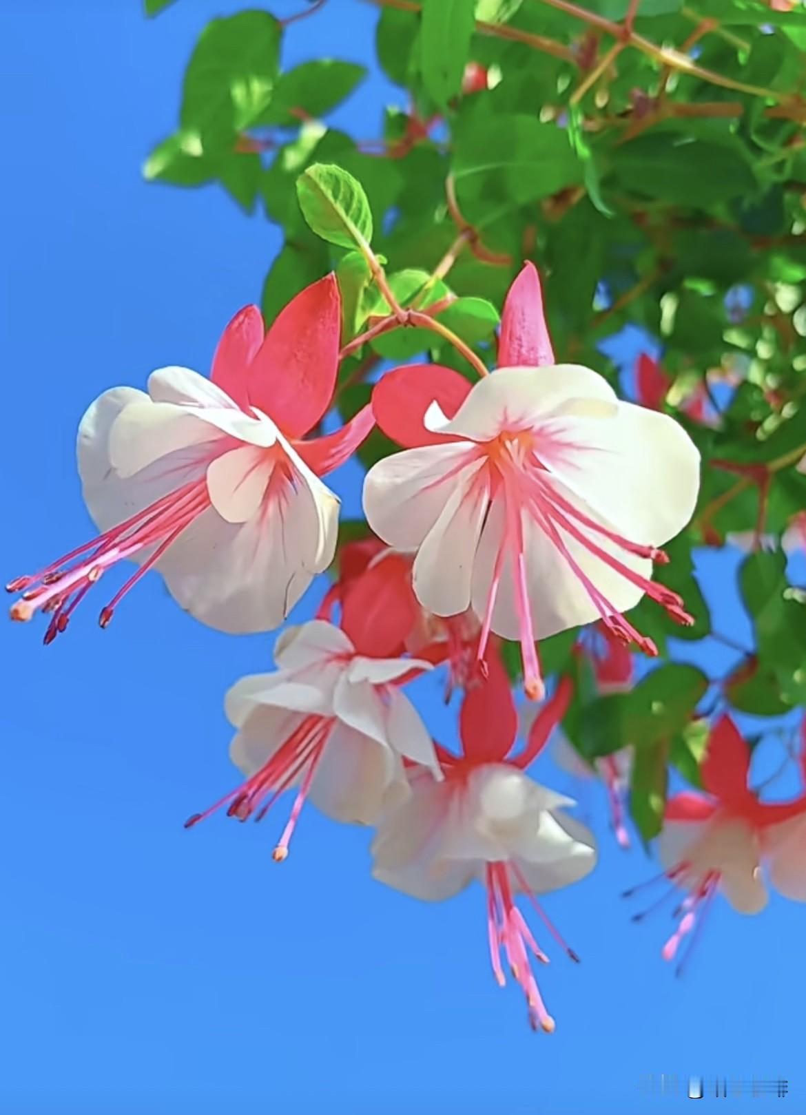 上联：绿叶重重美下联：红花朵朵娇