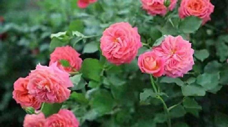 昨天晚上听见对门邻居在吵架！原来是邻居家，儿媳跟闺女都怀孕了，儿媳亲妈听说孕妇