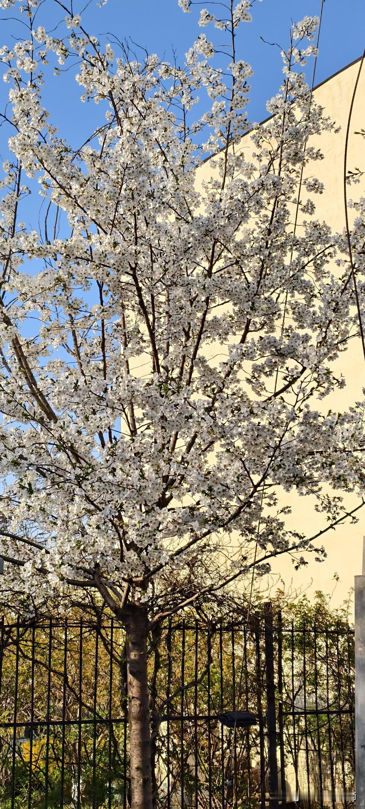 别把同事的客气当真感情，你离职那天连点赞都不会有昨天前同事结婚，群里发了请帖