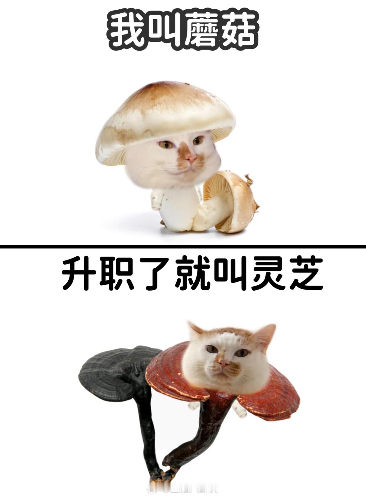 人，你今天升职了吗？​​​