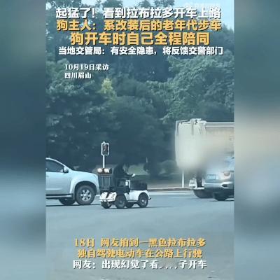 狗子开车上路？这份“聪明”让人捏把汗！这年头真是啥新鲜事都有——一只拉布拉多