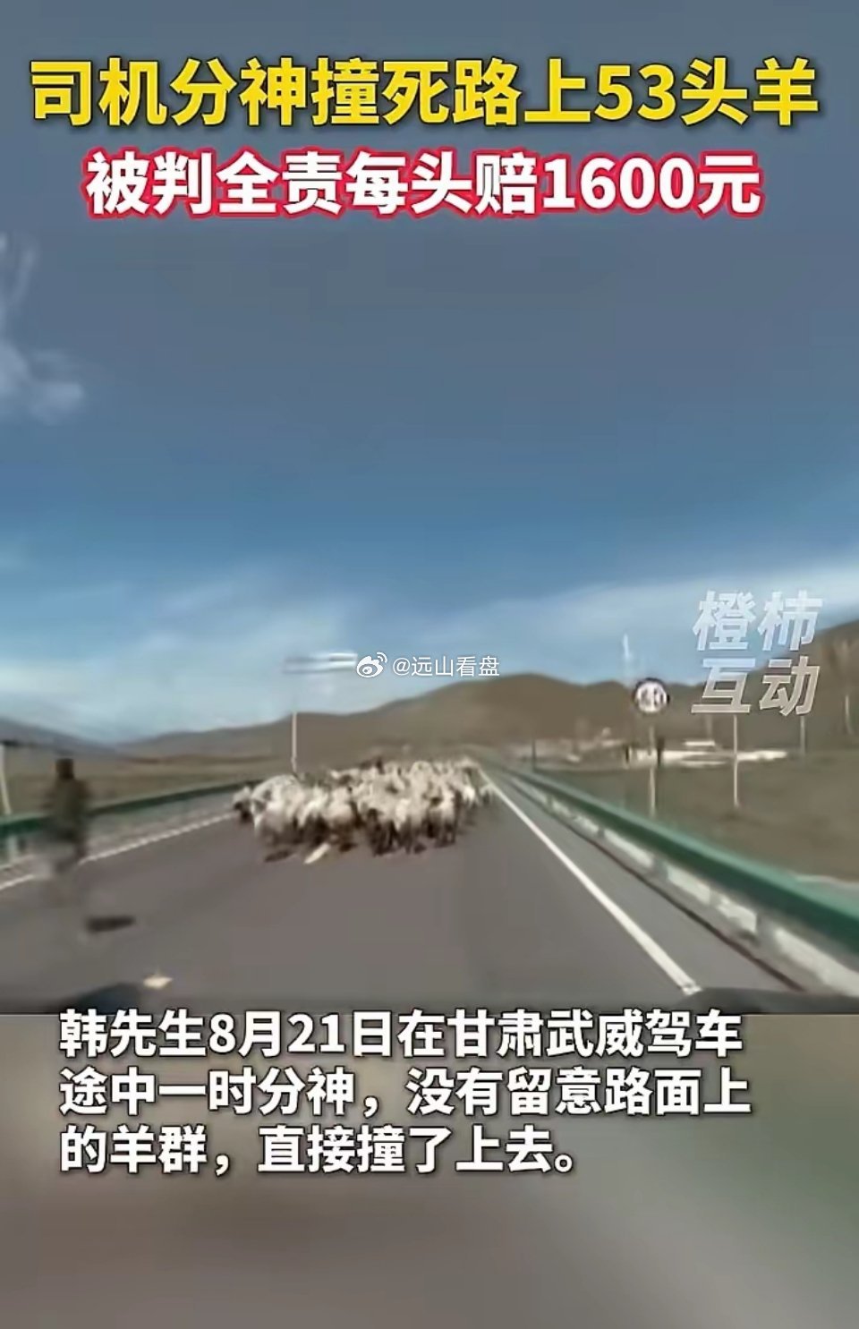甘肃一男子驾车撞上羊群致53只羊死伤，交警判定其全责，与羊主人协商后按每只羊16