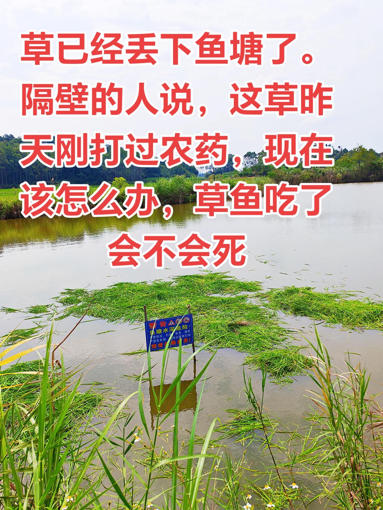 草鱼吃了打药的草会不会死亡养鱼日记养鱼草鱼