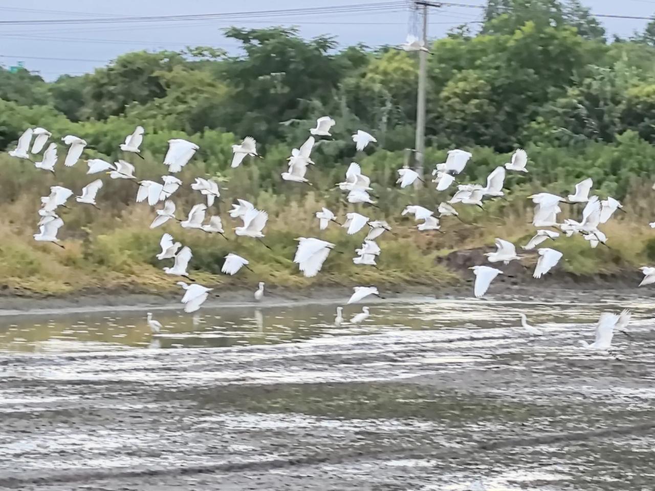 鱼塘变“白鹭自助餐厅”，老板悬赏3万求狠招！这钱你敢赚吗？浙江湖州一老板包下2