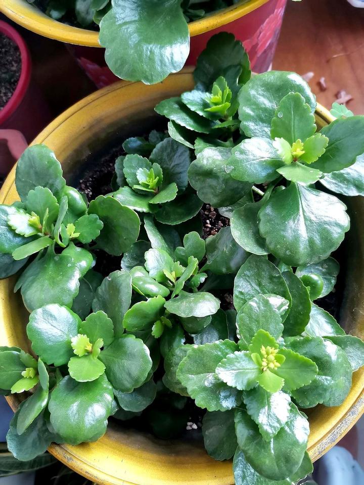 有时候真觉得，你越不上心的事儿，它反而给你个大惊喜。就说我这几盆长寿花。秋天