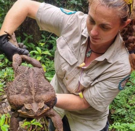 澳大利亚有15亿只甘蔗蟾蜍，浑身剧毒能直接毒死鳄鱼，狗吸入毒气能产生幻觉，让澳大