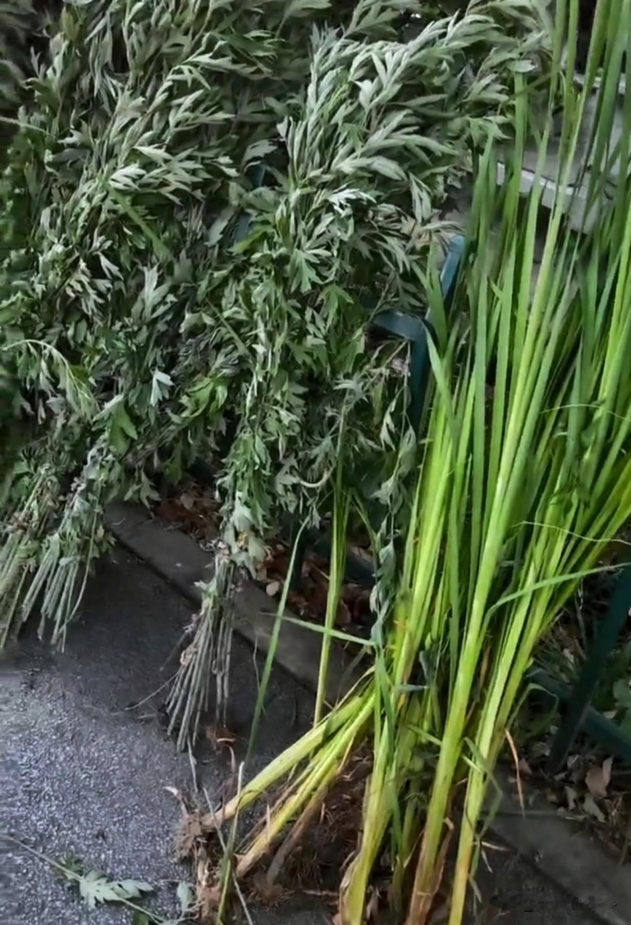 分享我这周有趣的事：端午至，插艾蒿、悬菖蒲、吃粽子、拴五色绳……你们那里🈶什